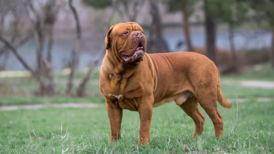 Dogue de Bordeaux